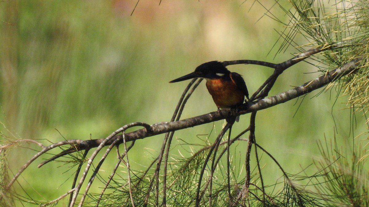 Azure Kingfisher - ML612698484