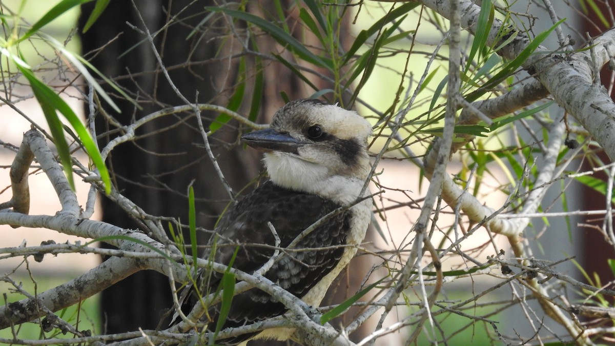 Laughing Kookaburra - ML612698494