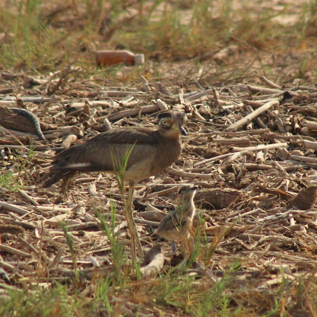 Peruvian Thick-knee - Camilo Vilches Díaz