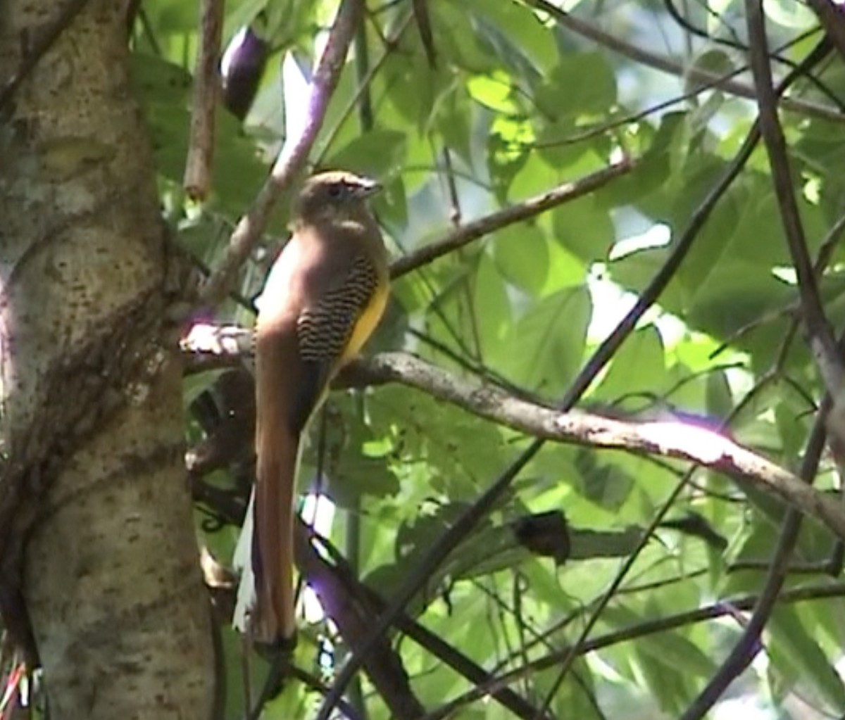 Orange-breasted Trogon - ML612698561