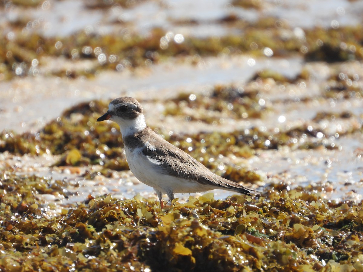 Semipalmated Plover - ML612698637