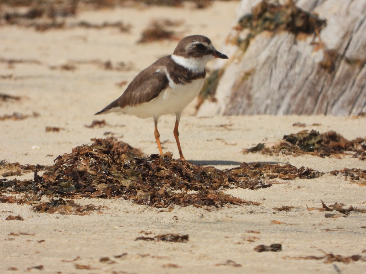 Semipalmated Plover - ML612698638