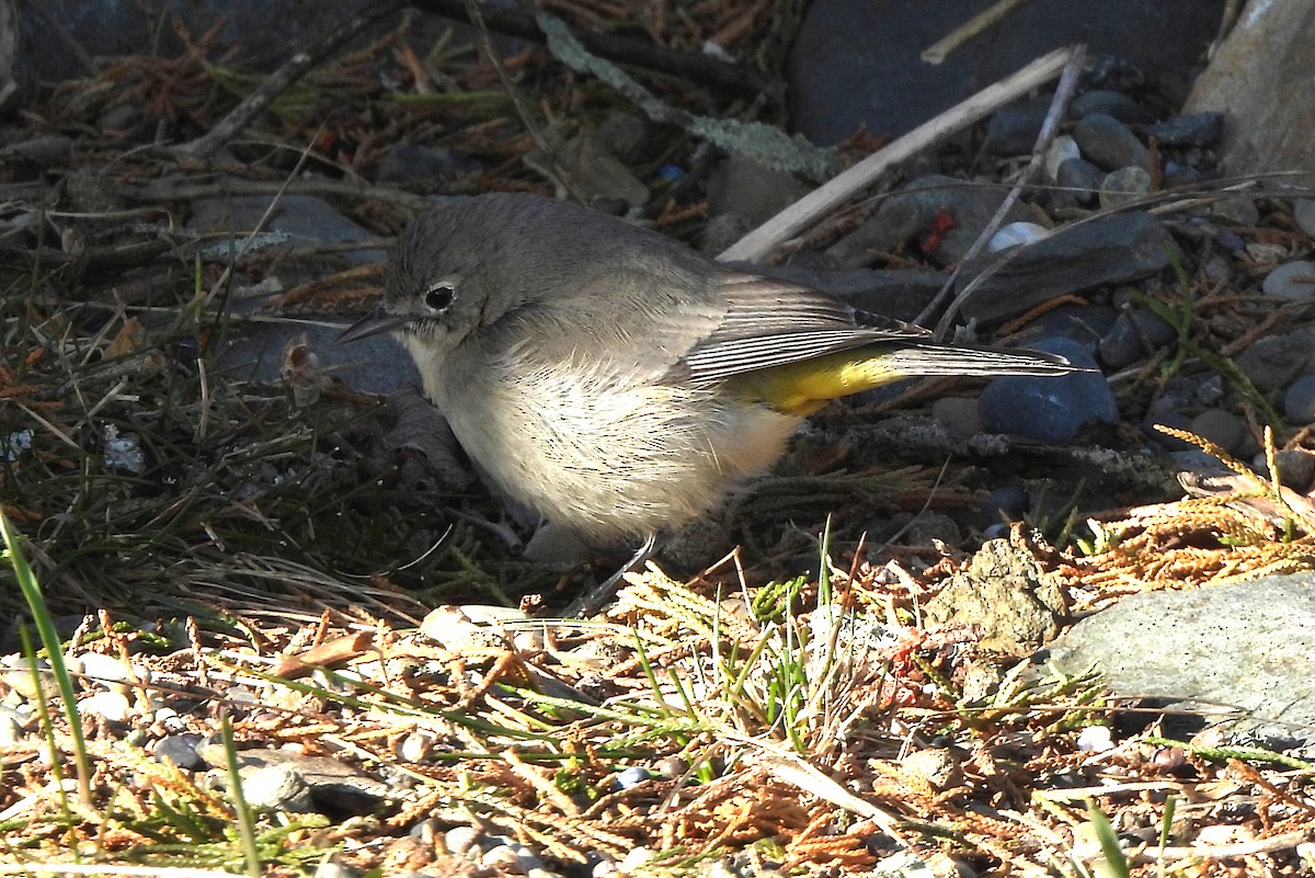 Virginia's Warbler - Jamie Meyers