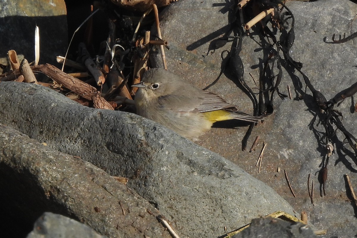 Virginia's Warbler - Jamie Meyers