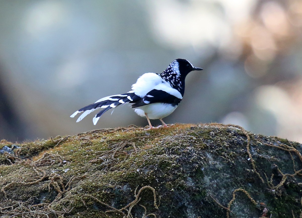 Spotted Forktail - ML612698730