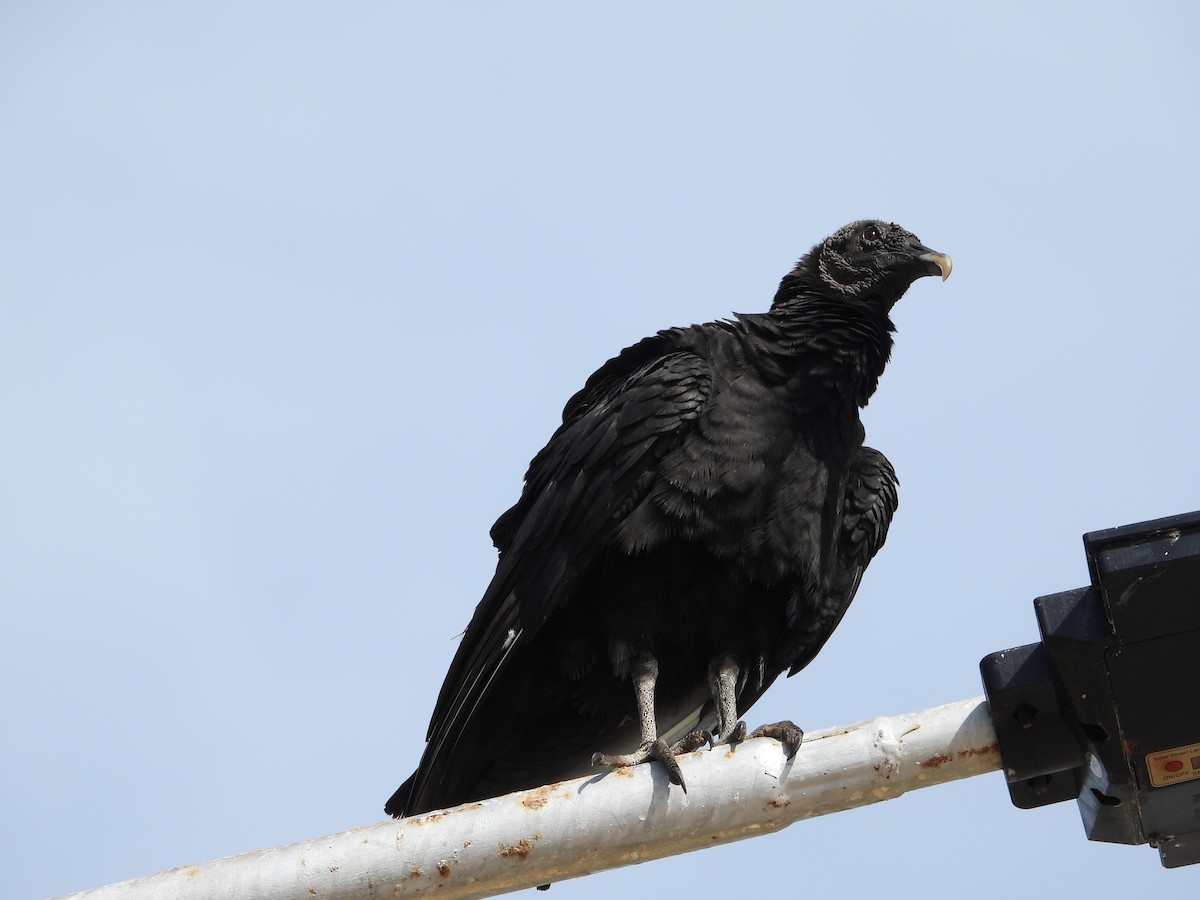 Black Vulture - ML612698784