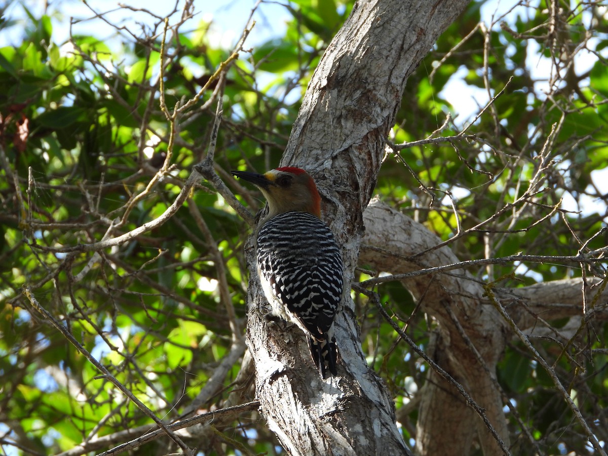 Red-crowned Woodpecker - Bogdan  Rudzionek