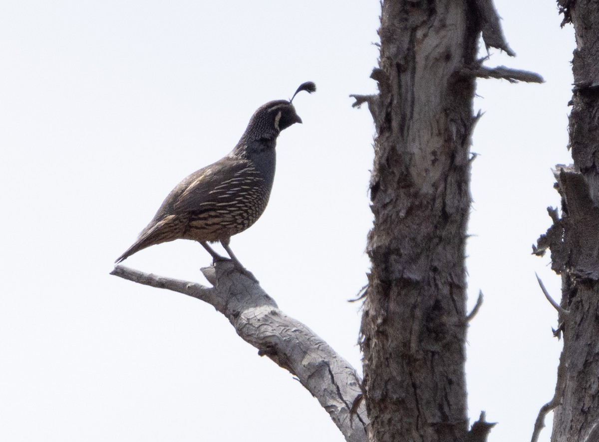 California Quail - ML612698841