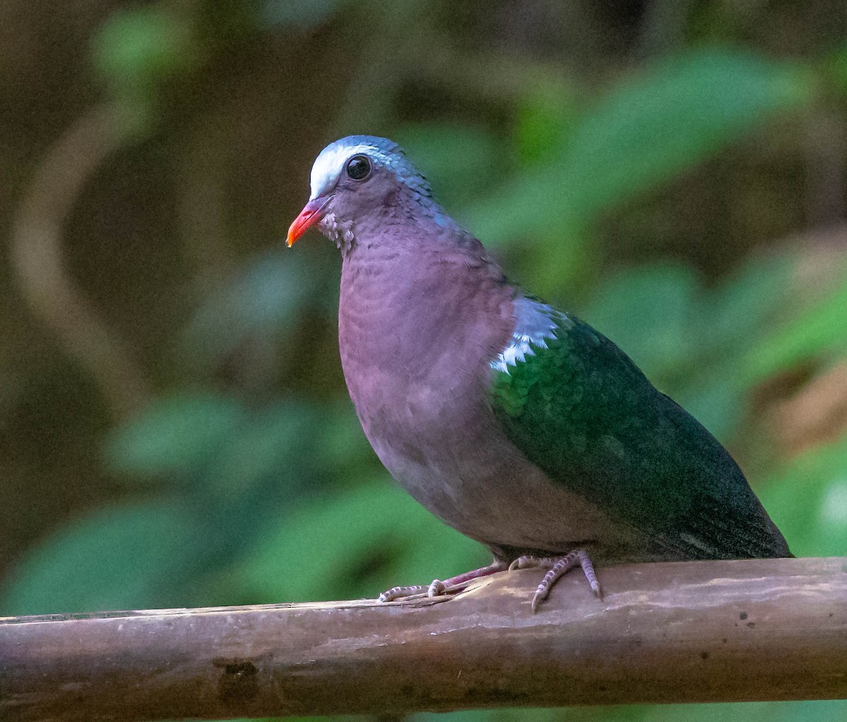 Asian Emerald Dove - ML612698857