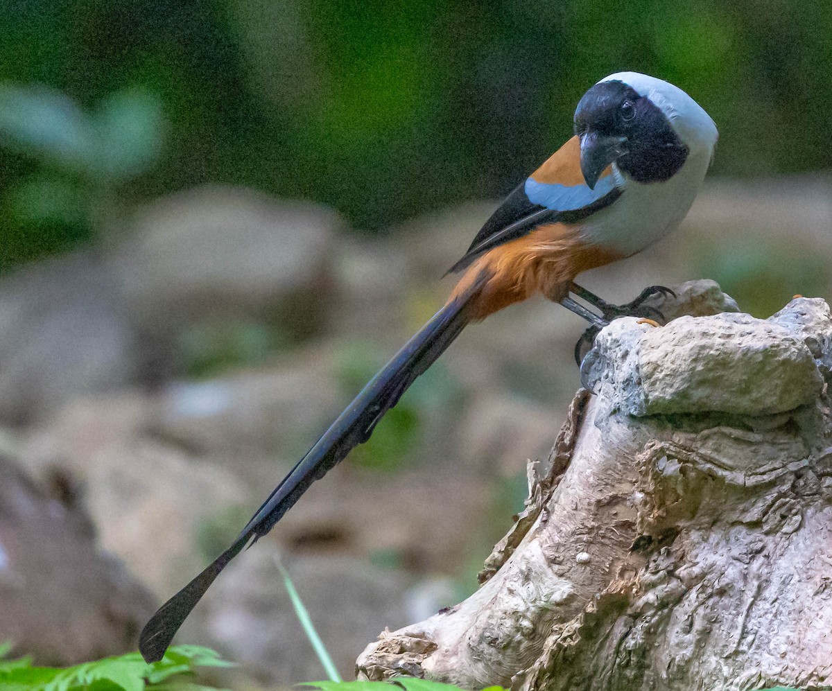 Collared Treepie - ML612698894