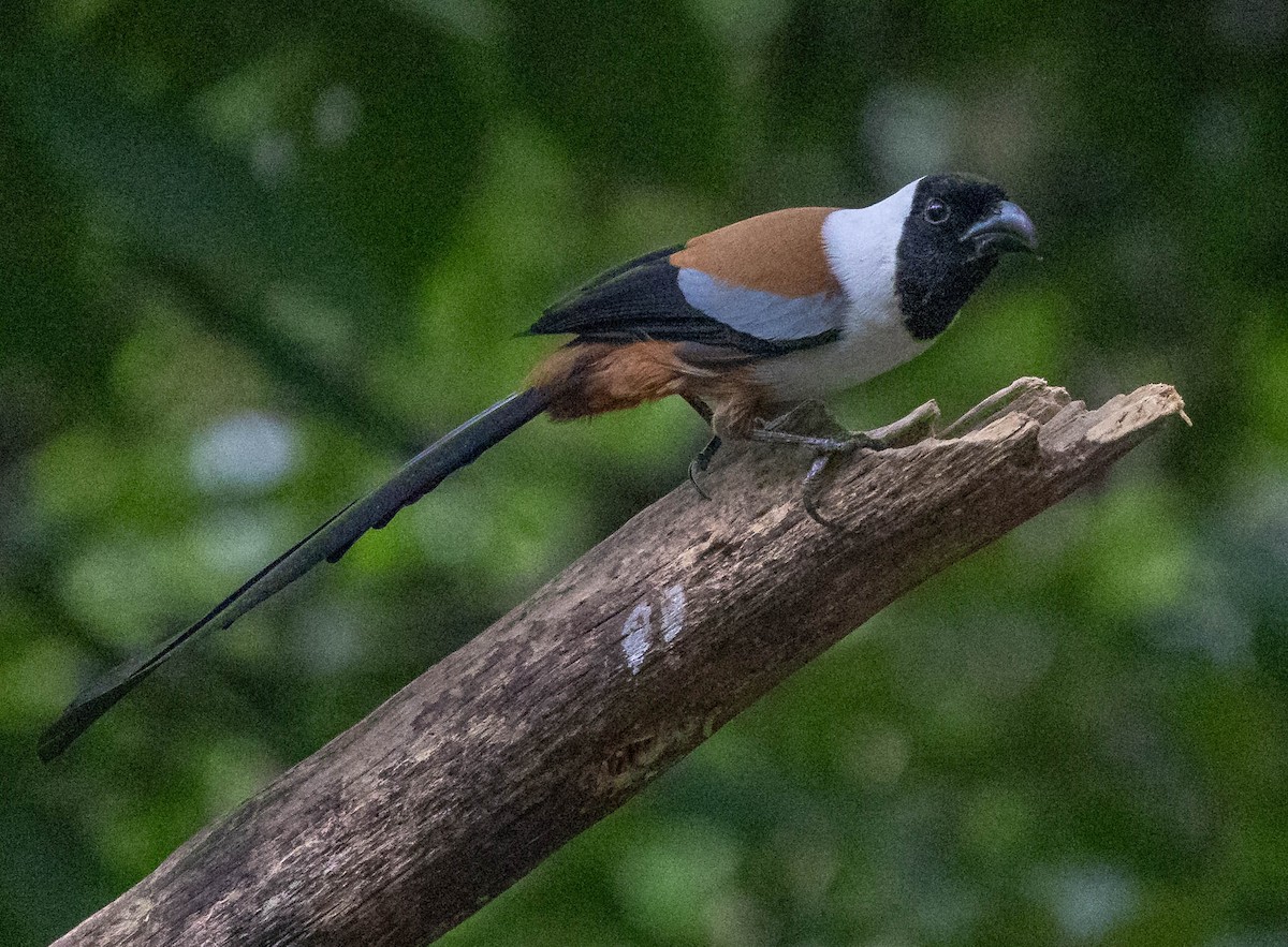 Collared Treepie - ML612698902