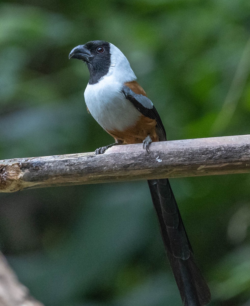 Collared Treepie - ML612698908