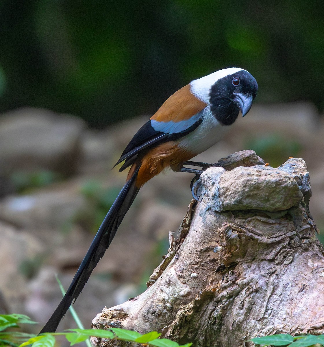 Collared Treepie - ML612698919