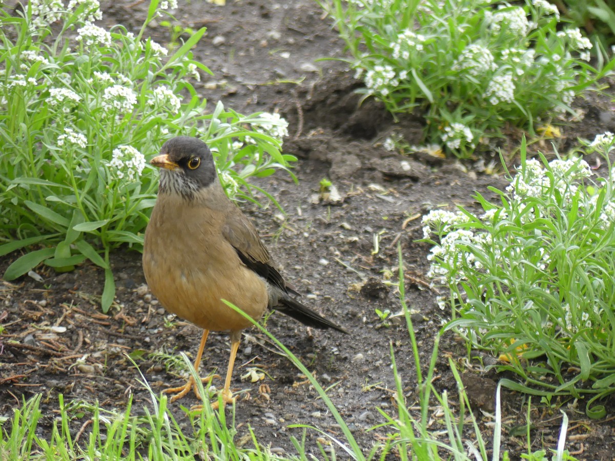 Austral Thrush - ML612699021