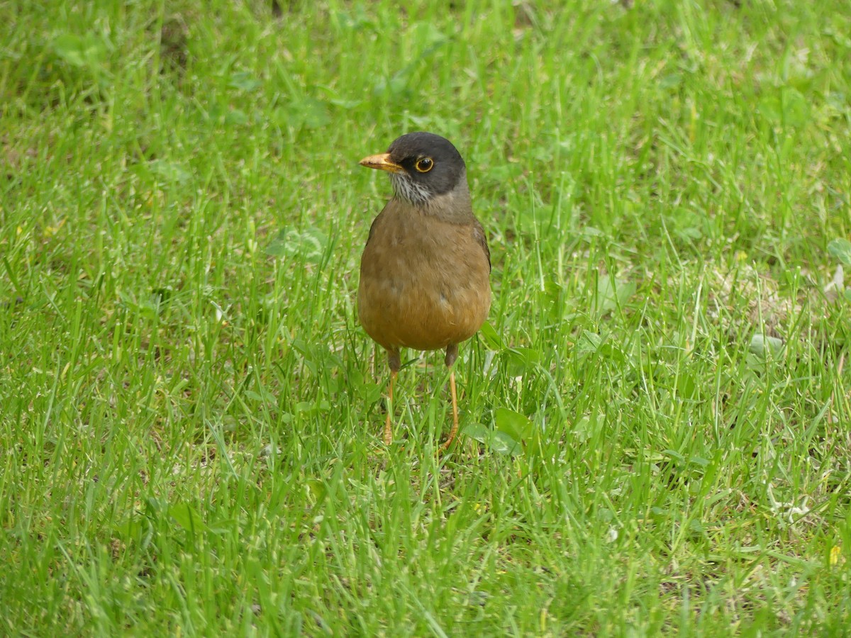 Austral Thrush - ML612699022