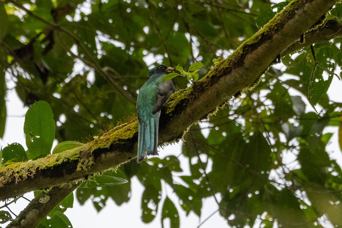 Collared Trogon - ML612699025