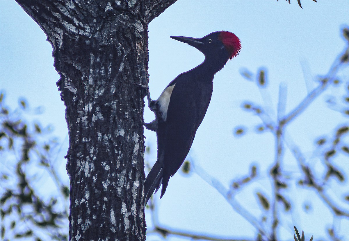 White-bellied Woodpecker - ML612699047