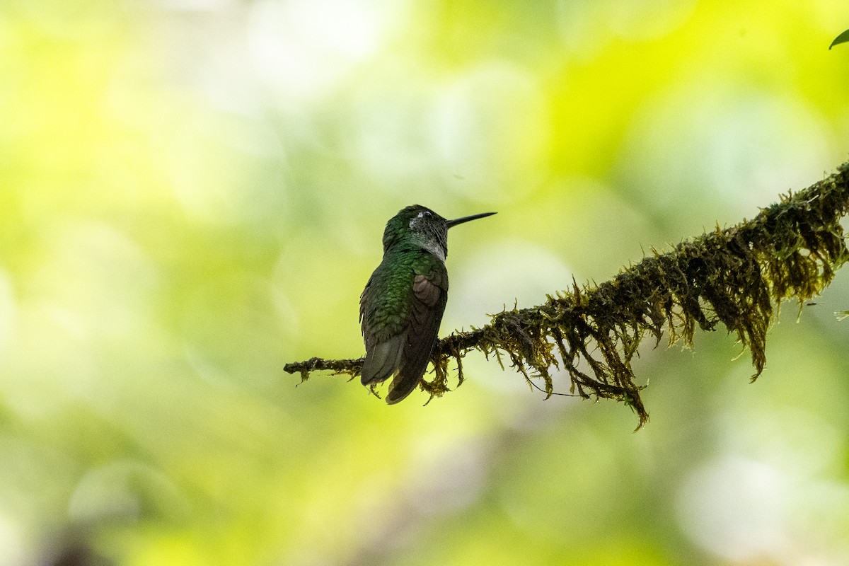 Colibrí Gorjivioleta - ML612699062