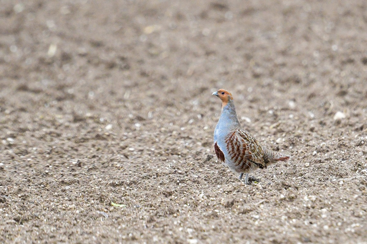 Gray Partridge - ML612699081