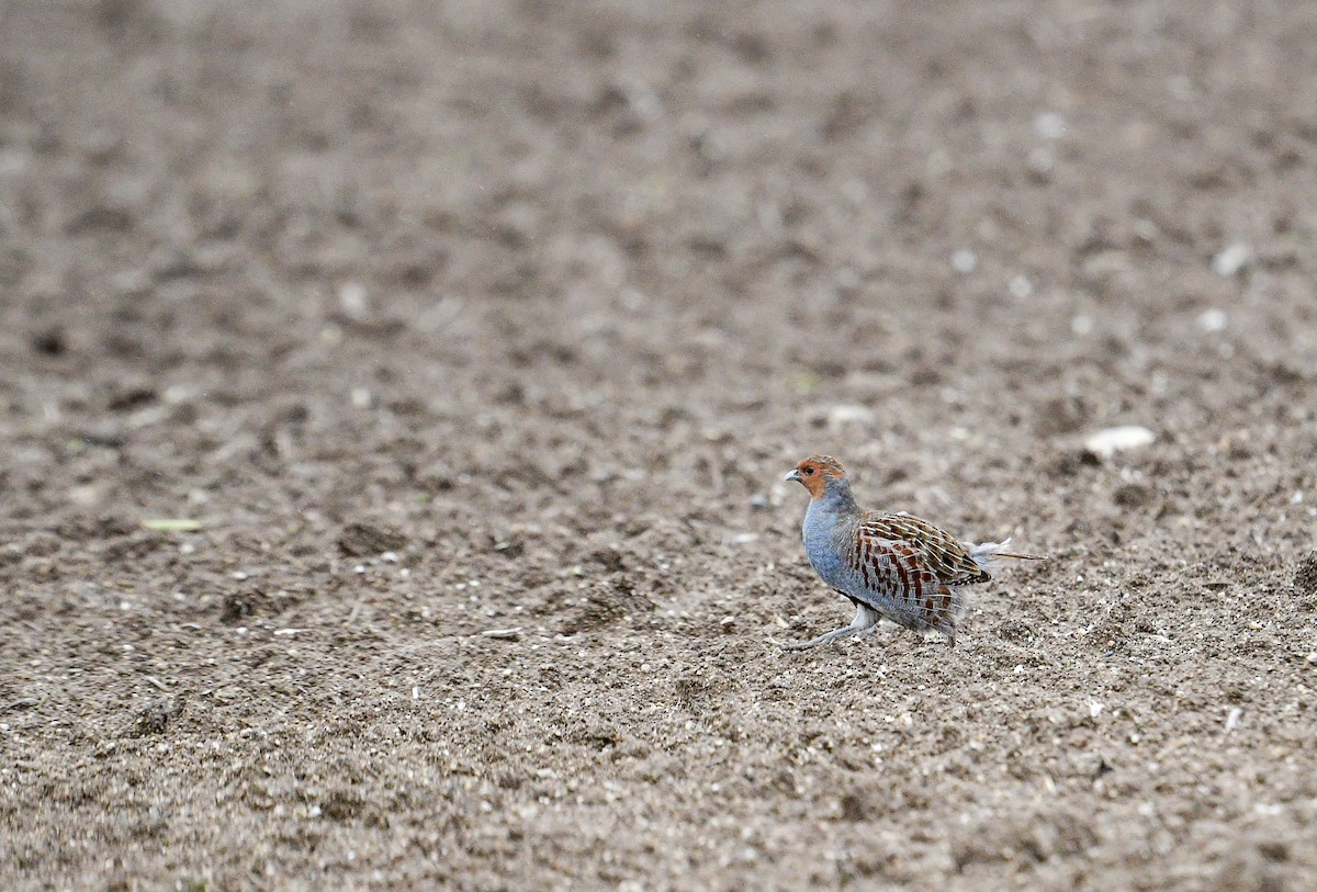 Gray Partridge - ML612699084