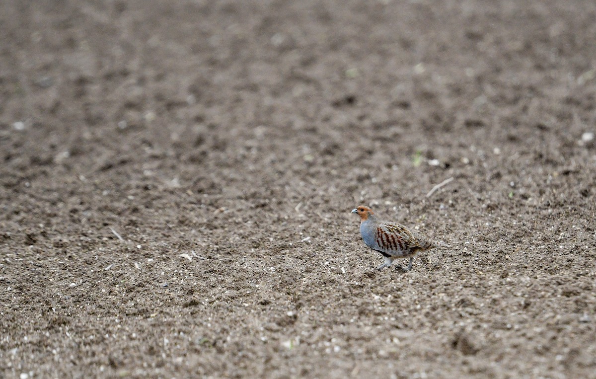 Gray Partridge - Raphaël Nussbaumer