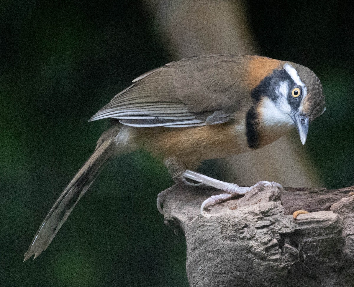 Lesser Necklaced Laughingthrush - ML612699108