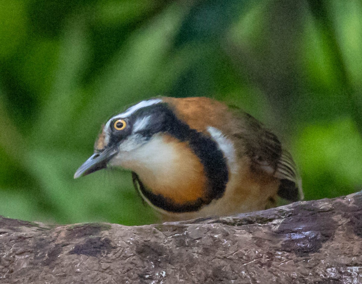 Lesser Necklaced Laughingthrush - ML612699110