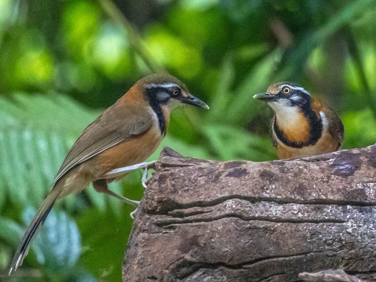 Lesser Necklaced Laughingthrush - ML612699121