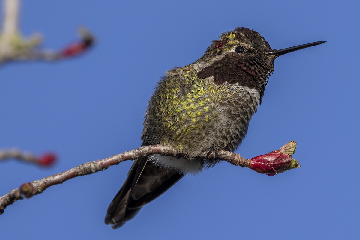 Anna's Hummingbird - Jef Blake