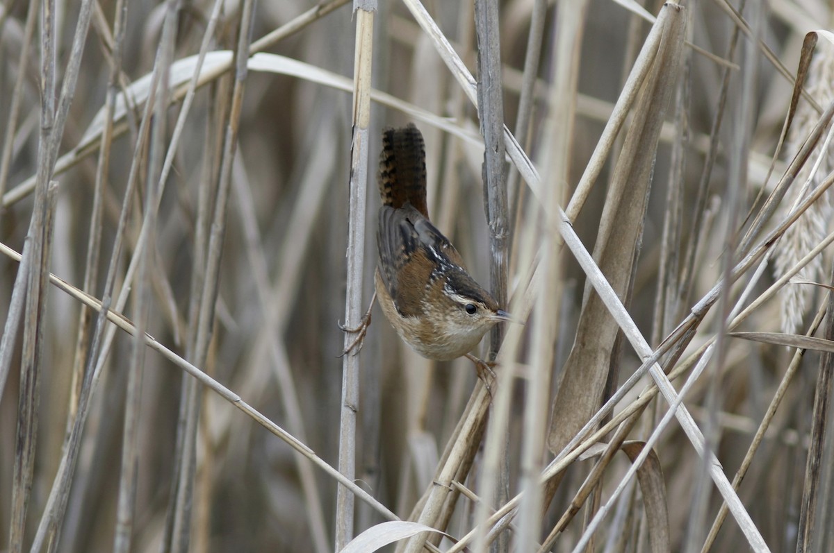 Marsh Wren - ML612699209