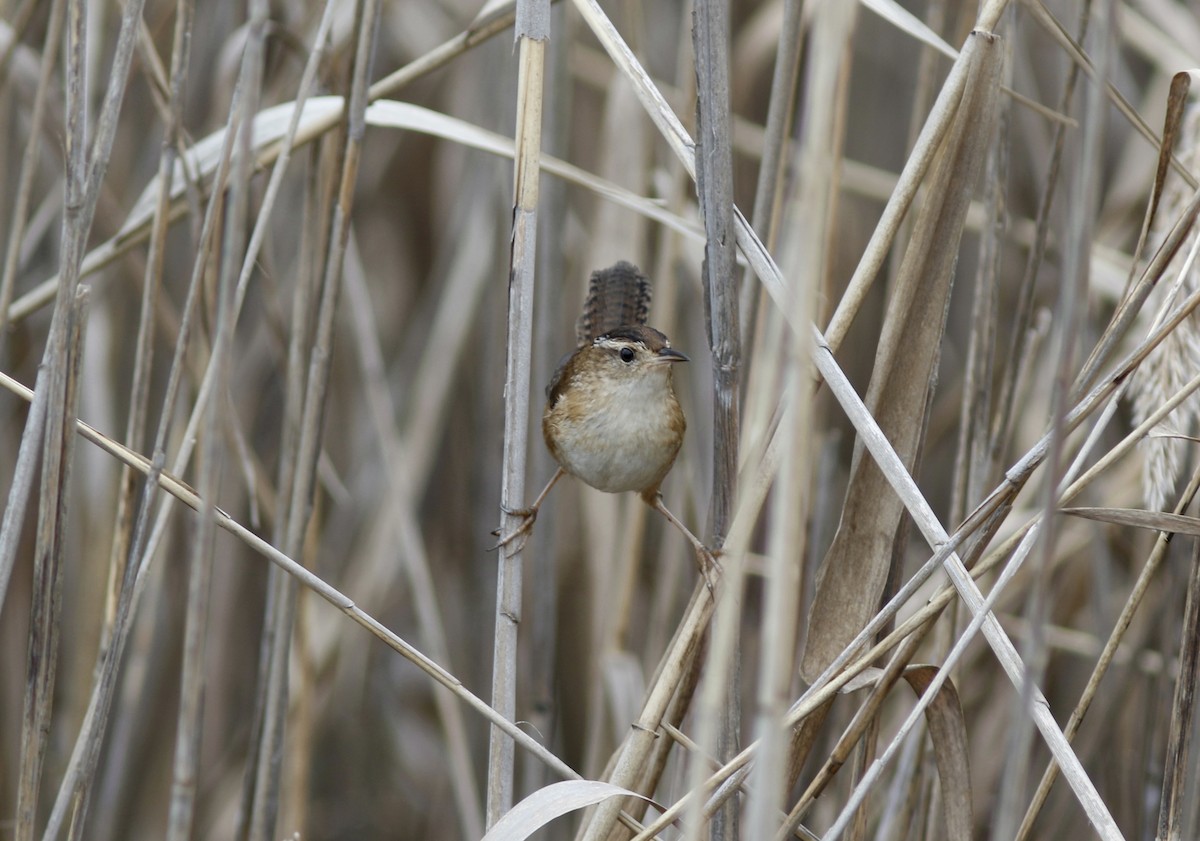 Marsh Wren - ML612699211