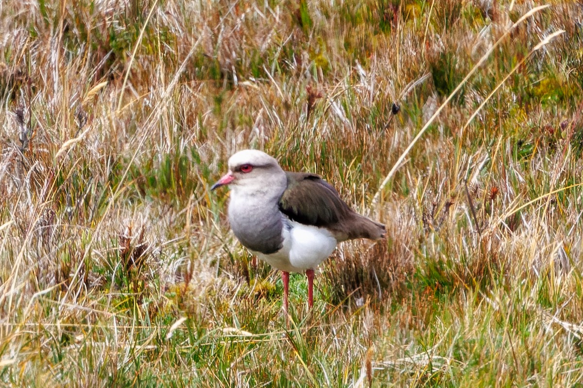 Andean Lapwing - ML612699243
