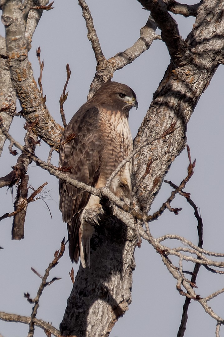 Red-tailed Hawk - ML612699308