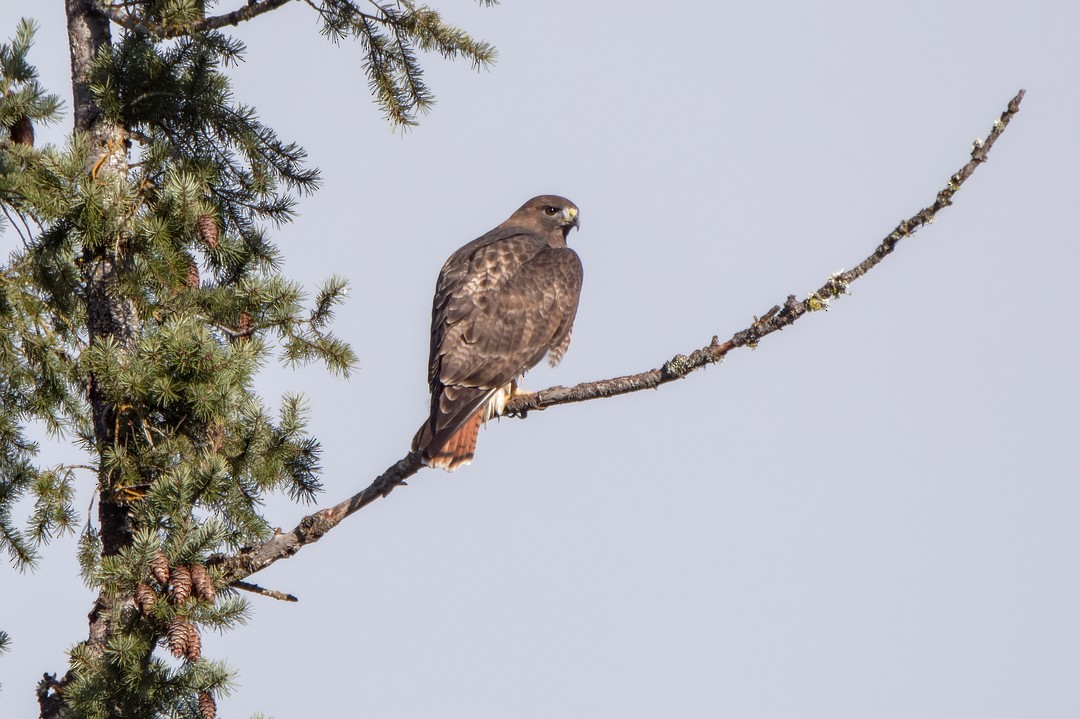 Red-tailed Hawk - ML612699318