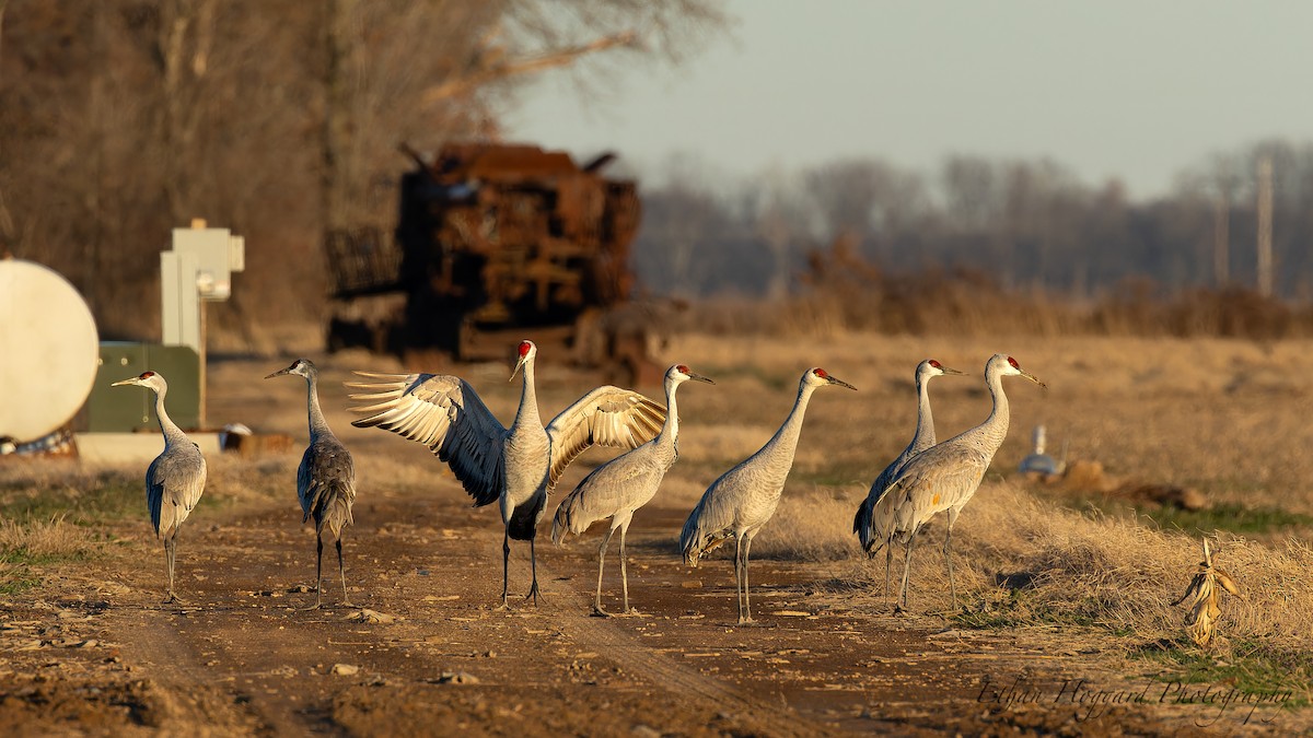 Sandhill Crane - ML612699351