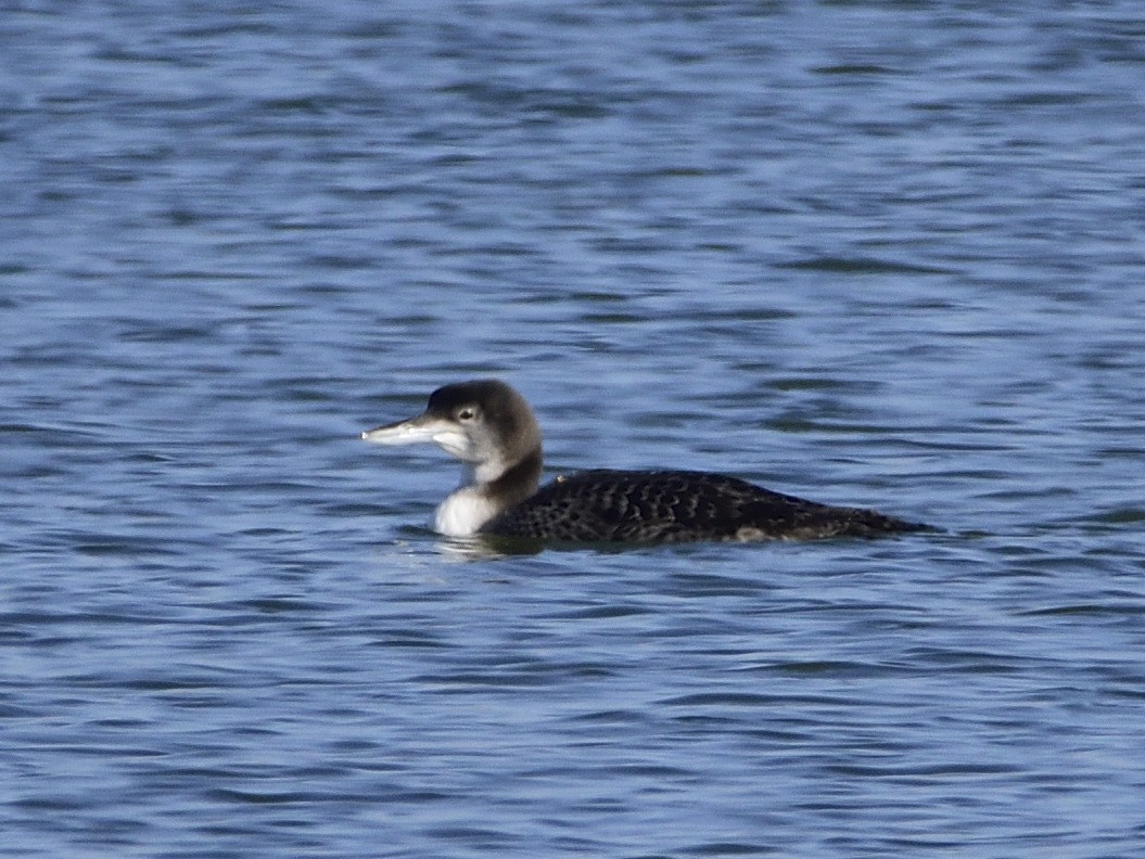 Plongeon huard - ML612699410