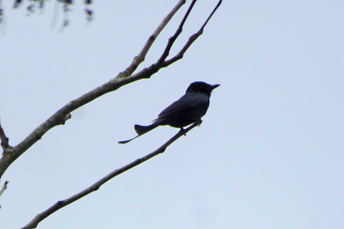 Menevişli Drongo - ML612699414