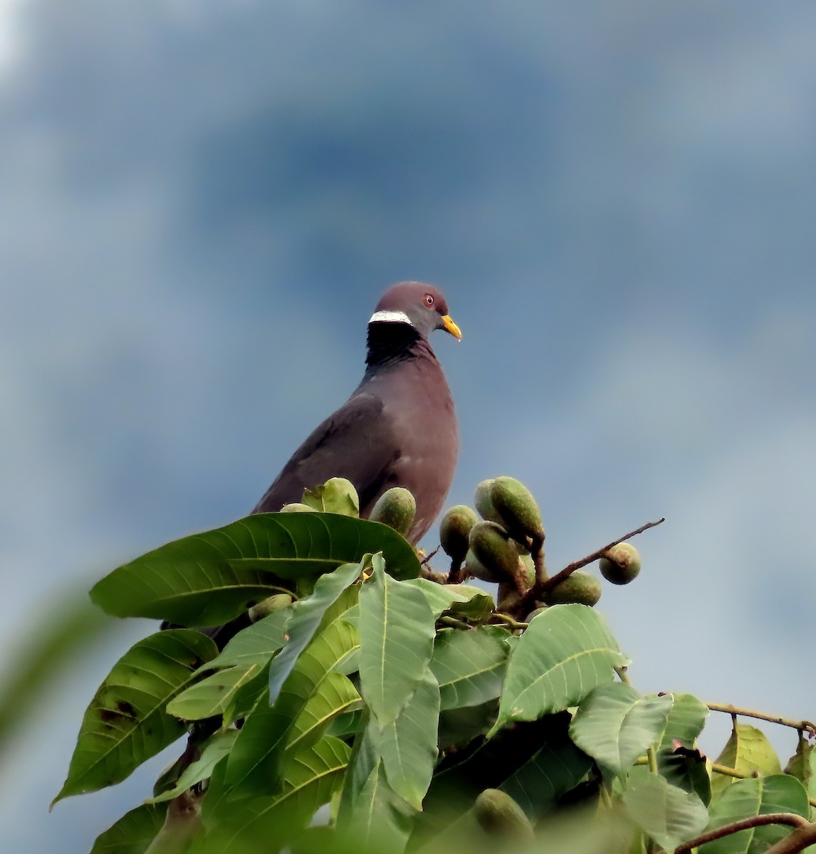 Pigeon à queue barrée (groupe albilinea) - ML612699593