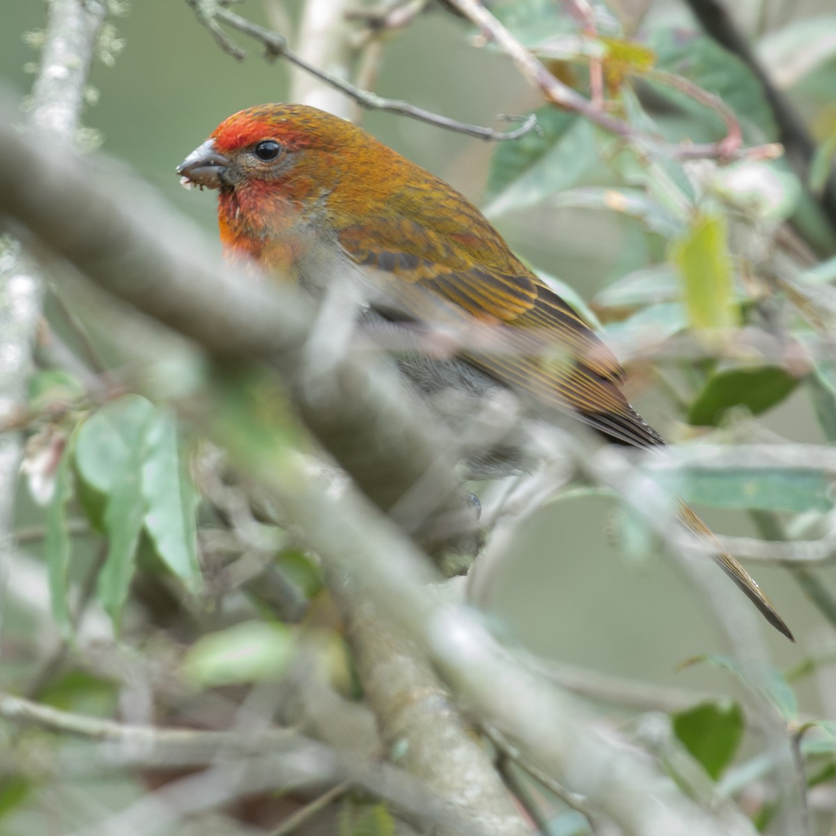 Crimson-browed Finch - Werner Suter