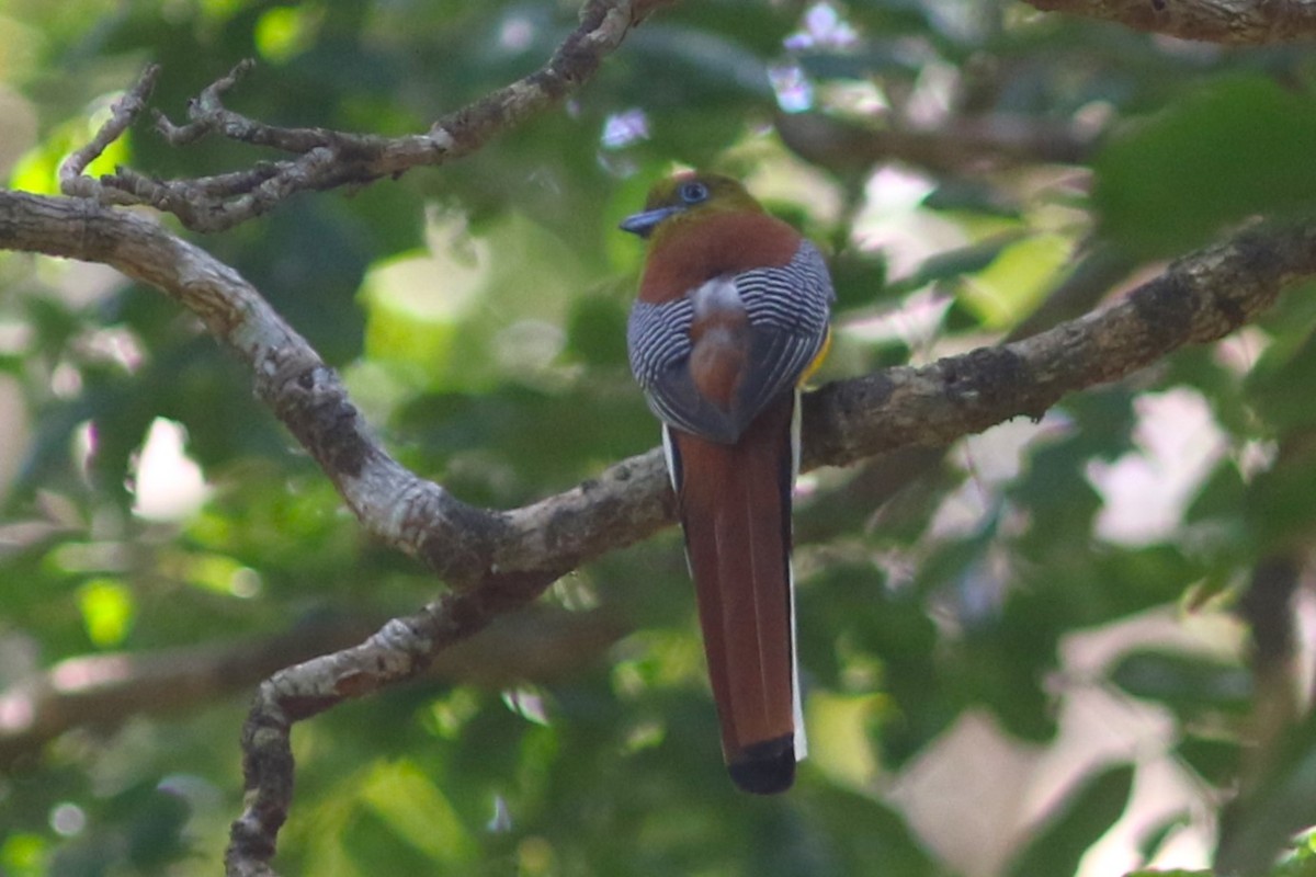 Turuncu Göğüslü Trogon - ML612699639