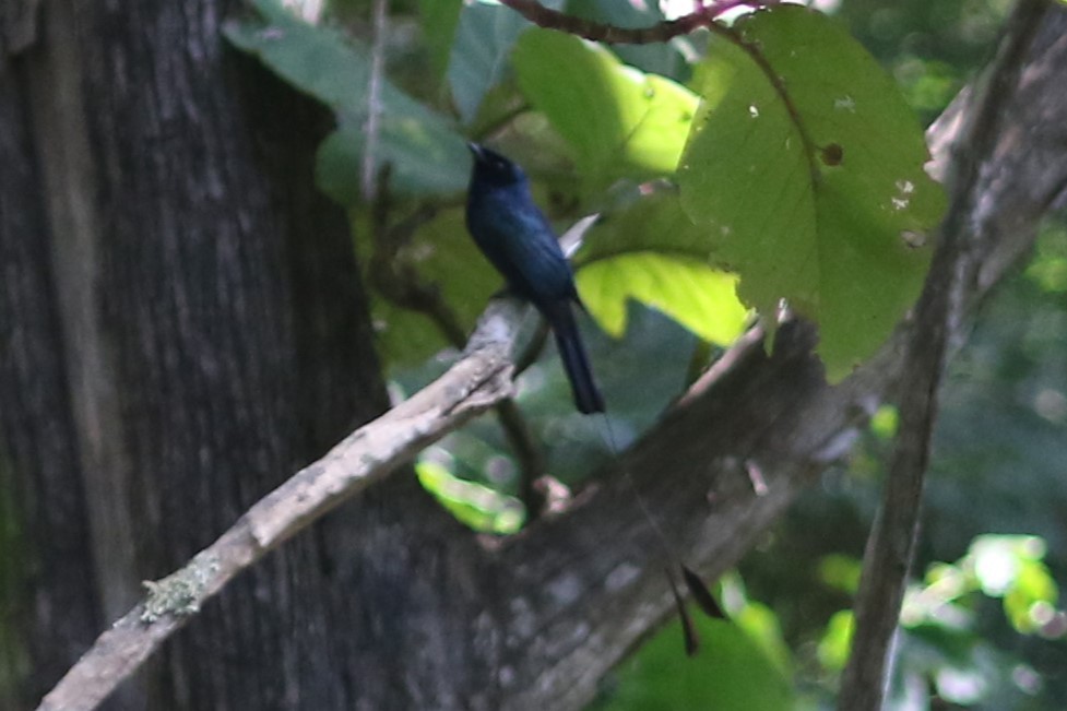 Lesser Racket-tailed Drongo - ML612699662