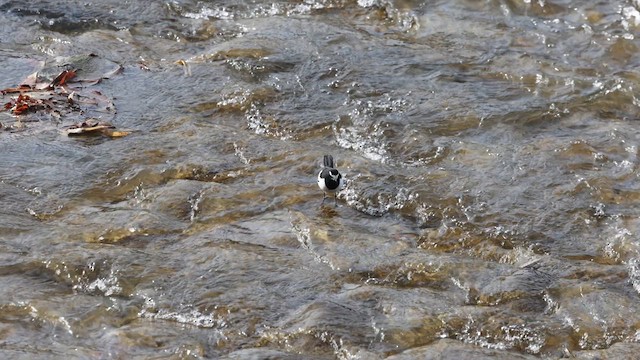 Japanese Wagtail - ML612699690