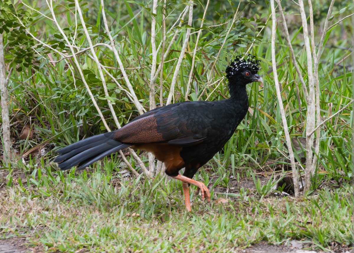 Red-billed Curassow - ML612699817