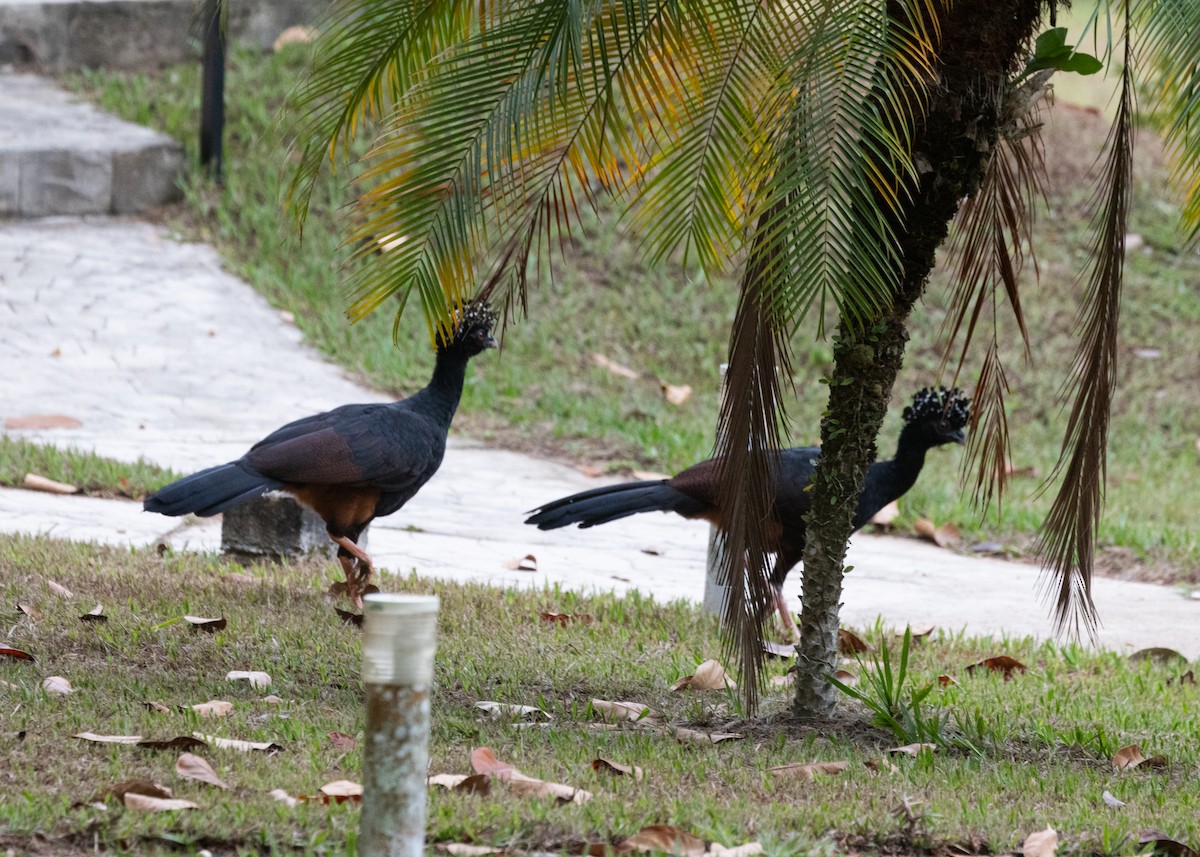 Red-billed Curassow - Silvia Faustino Linhares