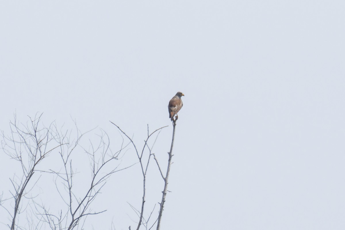 Rufous-winged Buzzard - ML612699855