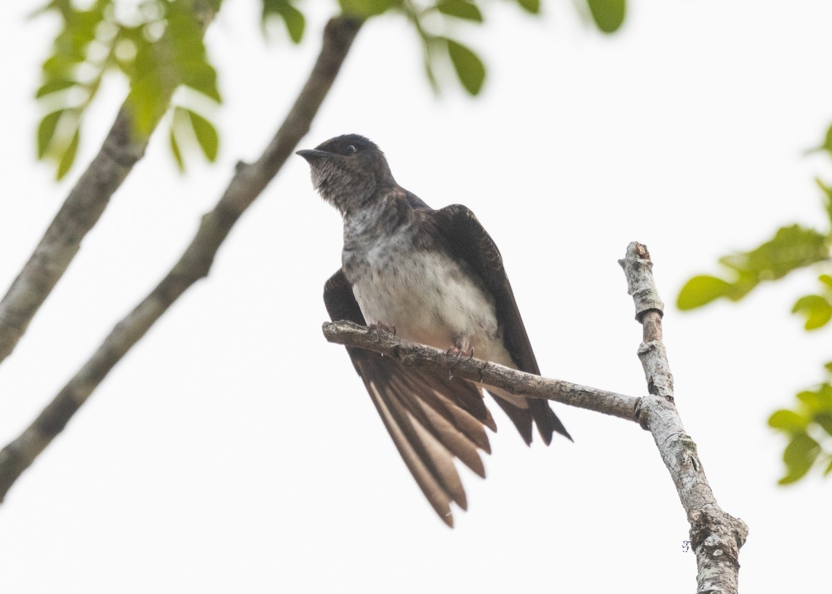 Gray-breasted Martin - Silvia Faustino Linhares