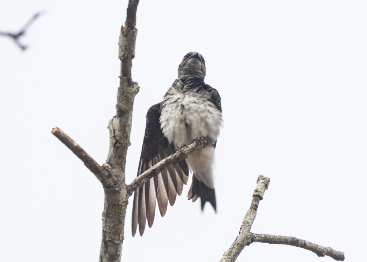 Gray-breasted Martin - Silvia Faustino Linhares