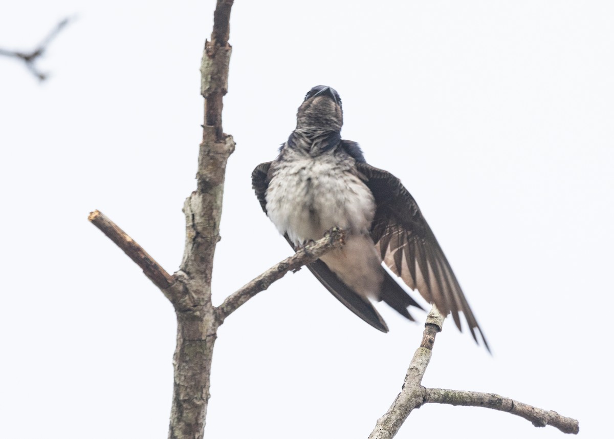 Gray-breasted Martin - Silvia Faustino Linhares