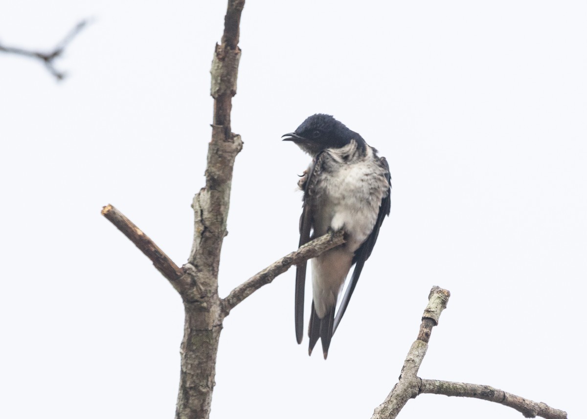 Gray-breasted Martin - Silvia Faustino Linhares