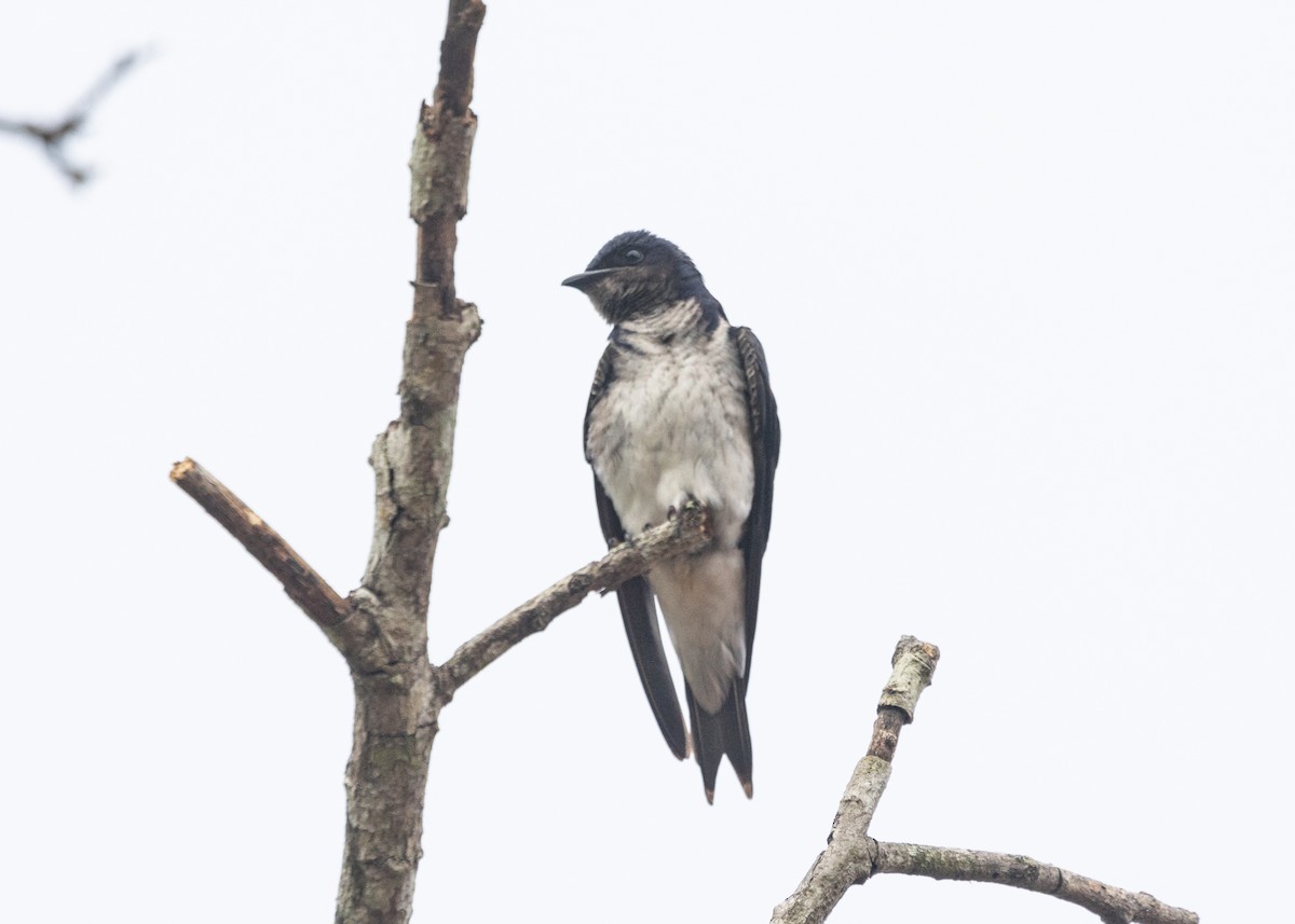 Gray-breasted Martin - Silvia Faustino Linhares